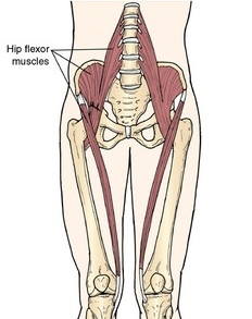 hipflexor